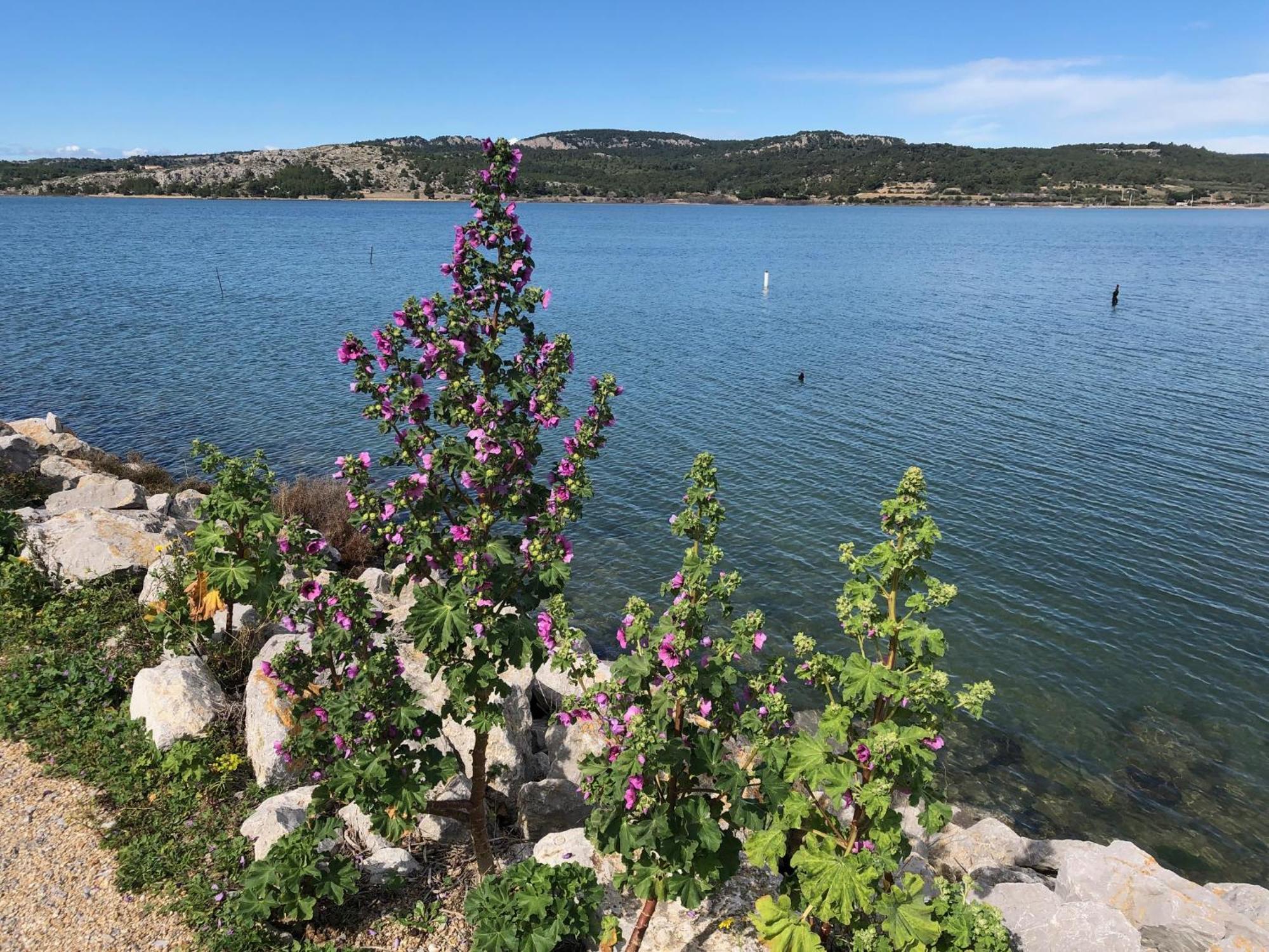 Gruissan Appartement Calme, Vue Sur Port De Plaisance -Clim, Empl.Parking Exteriör bild